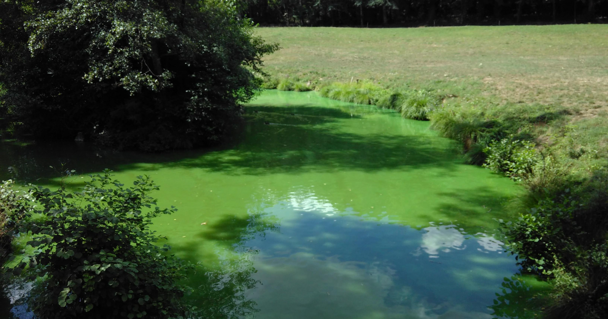 Sédimentation et Eutrophisation des Plans d’Eau