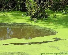 Ecologie des écosystèmes aquatiques