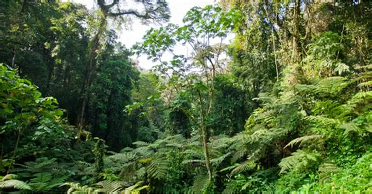 Météorologie Forestière